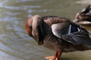 DSCF9918.JPG