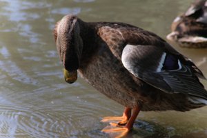DSCF9922.JPG