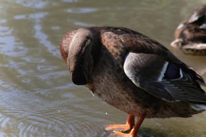 DSCF9923.JPG