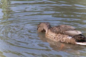 DSCF9941.JPG