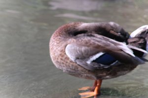 DSCF9942.JPG