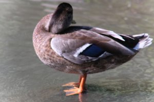 DSCF9946.JPG