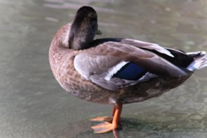 DSCF9947.JPG