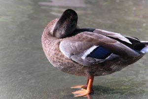 DSCF9949.JPG