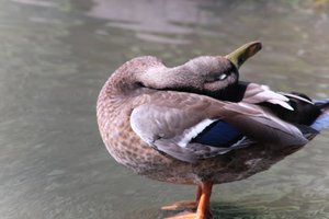DSCF9951.JPG