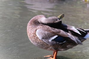 DSCF9953.JPG
