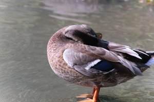 DSCF9954.JPG