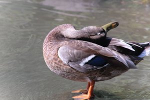DSCF9955.JPG