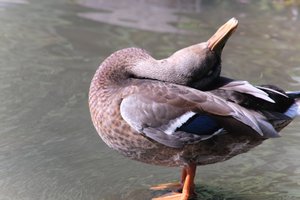 DSCF9956.JPG
