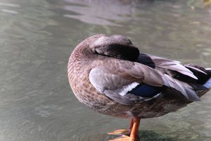 DSCF9958.JPG