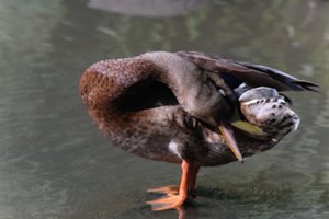 DSCF9960.JPG