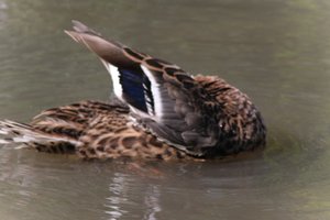 DSCF9965.JPG