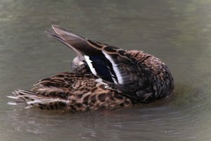 DSCF9972.JPG