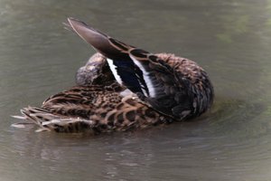 DSCF9974.JPG