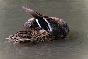 DSCF9975.JPG