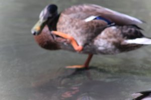 DSCF9977.JPG