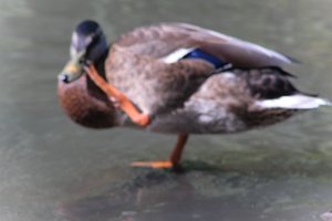 DSCF9980.JPG