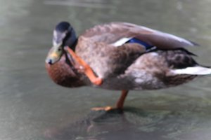 DSCF9981.JPG