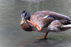 DSCF9985.JPG