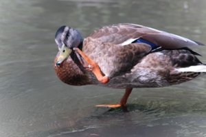 DSCF9987.JPG