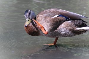 DSCF9993.JPG