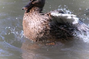 DSCF0009.JPG