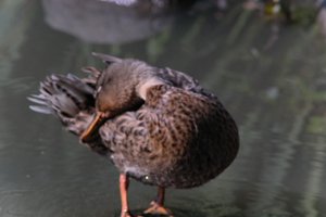 DSCF0033.JPG