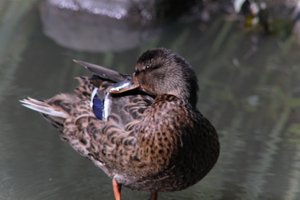 DSCF0038.JPG