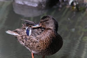 DSCF0039.JPG