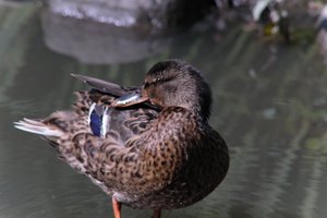 DSCF0040.JPG