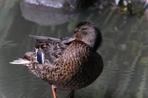DSCF0050.JPG