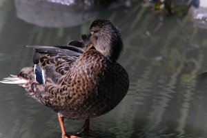 DSCF0051.JPG