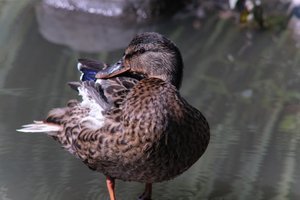 DSCF0062.JPG