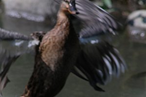 DSCF0065.JPG