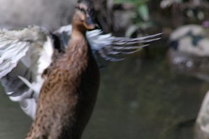 DSCF0066.JPG