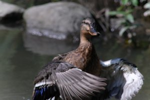 DSCF0069.JPG