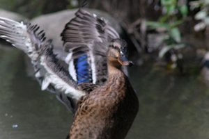 DSCF0070.JPG