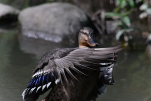 DSCF0071.JPG