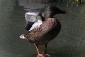 DSCF0077.JPG