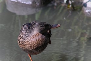 DSCF0084.JPG