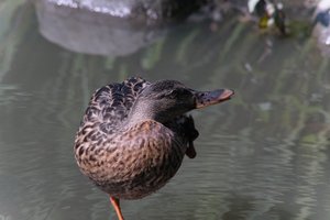 DSCF0085.JPG