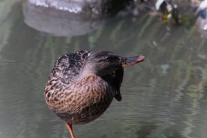 DSCF0086.JPG