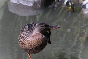 DSCF0087.JPG