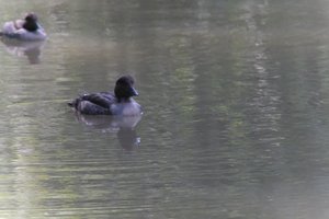 DSCF0145.JPG