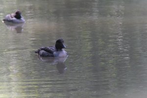 DSCF0146.JPG