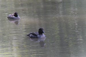 DSCF0147.JPG