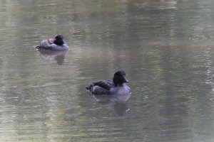 DSCF0150.JPG
