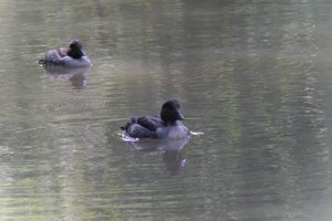 DSCF0152.JPG