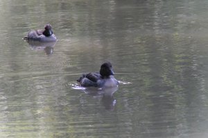 DSCF0153.JPG