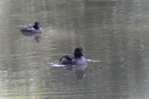 DSCF0154.JPG